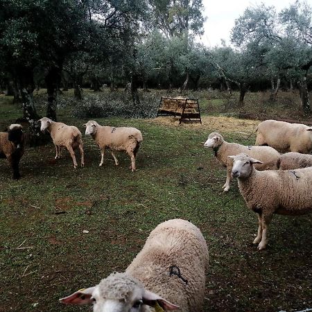 El Venero De Mostoles 孔斯坦蒂纳 外观 照片